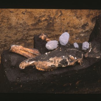 馬骨（頭蓋骨の頂部が打ち欠かれている）